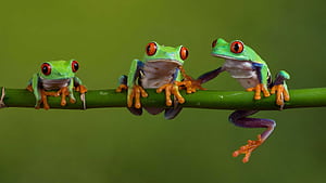 Frog PC, HD wallpaper