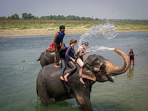 How to Visit Chitwan National Park (2025), HD wallpaper