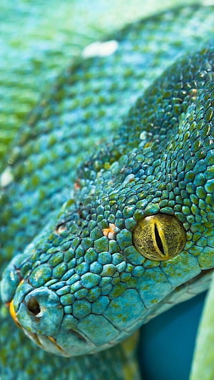 Python Phone, HD phone wallpaper