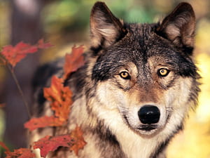 Fall Wolf, HD wallpaper