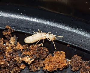 Termite, HD wallpaper