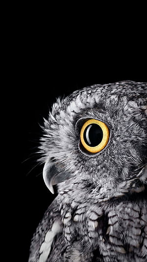 Owl background, PC , , Captivating backdrop, HD phone wallpaper