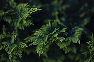 Cedar ., Cedar Tree, HD wallpaper
