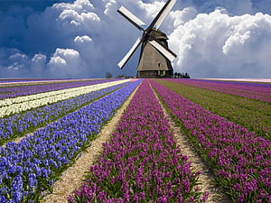 Belanda, HD wallpaper