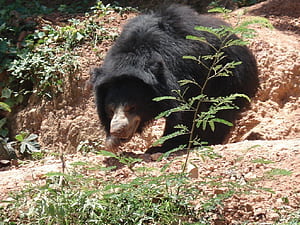 Sloth Bear, HD wallpaper