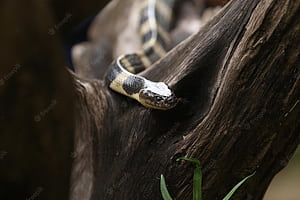 Snake Bite, HD wallpaper