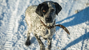 Pointer Dog, HD wallpaper