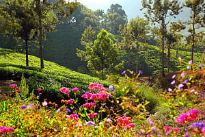 Coonoor (South India) Holidays, HD wallpaper