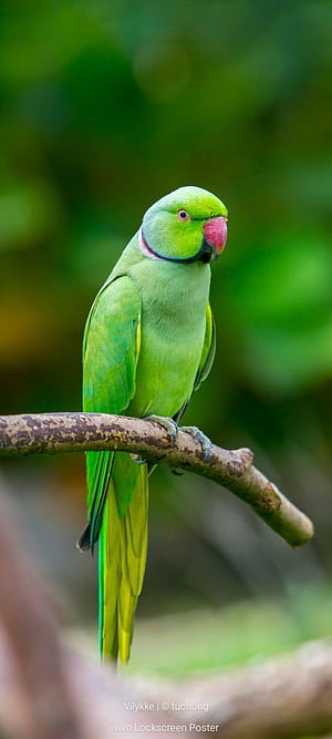 Pin By VK On [ Arts graphy Quotes ]. Pretty Birds, Parrots Art, Pet Birds, Green Birds, HD phone wallpaper