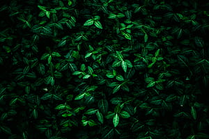 Dark Green , The BEST Dark Green &, Green On Black, HD wallpaper