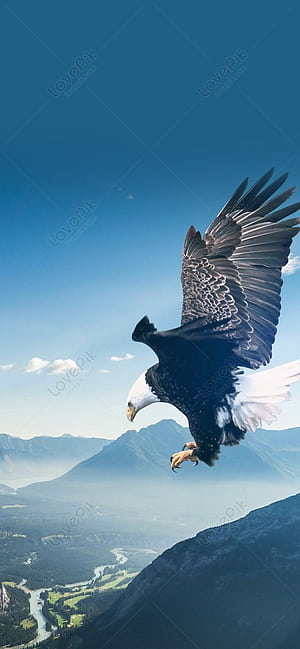 Eagle Wing, Eagle Wings, HD phone wallpaper