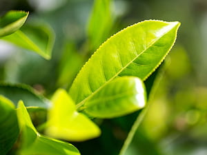 Tea Tree Oil, HD wallpaper
