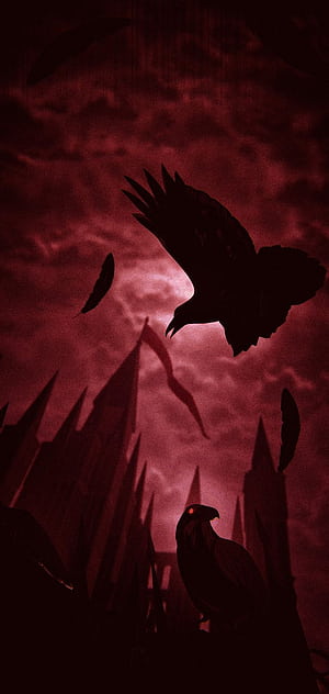 Crows, HD phone wallpaper