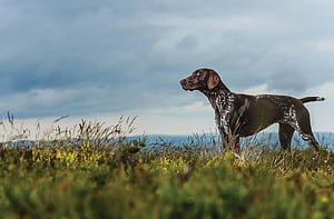 Getting to the pointer, HD wallpaper