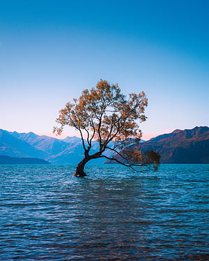 Phone : Lonely, Wanaka, New Zealand, Lake, Nature, Alone, Wood, Tree 73474, Alone In Nature, HD phone wallpaper