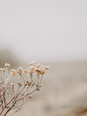 Spring Soft, HD phone wallpaper