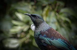 Phone : New Zealand, Animal, Tui, Bird, Honeyeater, Passerine, Birds 417085, HD wallpaper