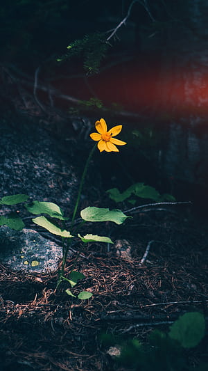 Alone iPhone, HD phone wallpaper