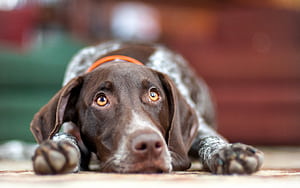Pointer Dog, HD wallpaper