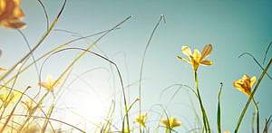 during allergy season, HD wallpaper