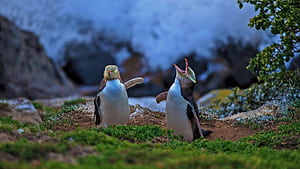 Bing : Yellow Eyed Penguins, Moeraki, New Zealand Gallery, New Zealand Birds, HD wallpaper