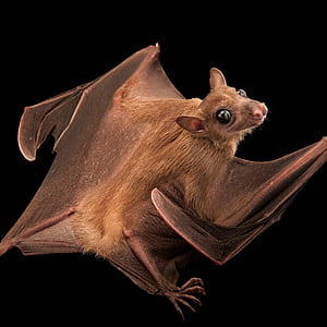 Small Bat, HD phone wallpaper