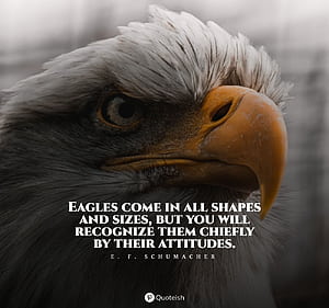 Eagle Quotes, HD wallpaper