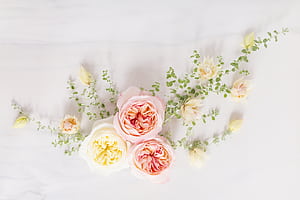 Spring Flower Computer, HD wallpaper