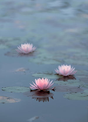 Close up of Water Lilies ·, Lily Aesthetic, HD phone wallpaper