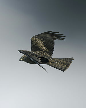 A black kite bird soaring through a grey sky, HD phone wallpaper