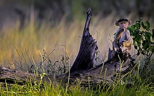 Young chacma baboon in Moremi Game Reserve, Okavango Delta, Botswana, HD wallpaper