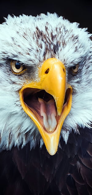 Eagle, Angry Eagle, HD phone wallpaper