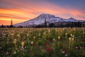 sunset, flowers, mountains, meadow, Washington, Mount Rainier, The cascade mountains, Washington State for mobile and , section пейзажи, resolution, Gora, HD wallpaper