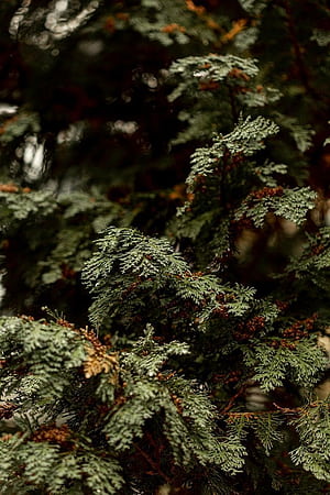 Cedar tree background, HD phone wallpaper