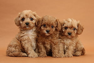 Cavapoo Puppies, HD wallpaper