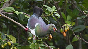 Kererū. NZ pigeon. New Zealand Garden Bird Survey, Kereru, HD wallpaper