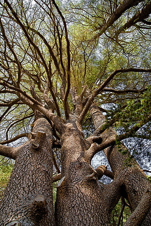 Cedar tree, HD phone wallpaper