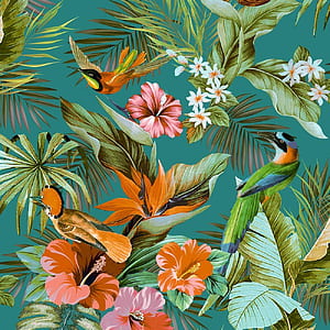 Rasch Paradise Birds, Jungle Birds, HD phone wallpaper