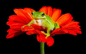 Frog PC, HD wallpaper