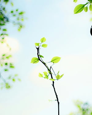 Sapling ., HD phone wallpaper