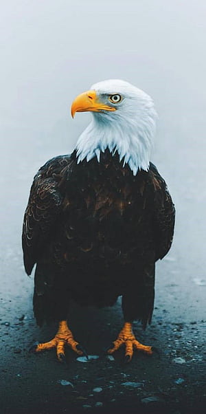 Eagle Mobile, HD phone wallpaper