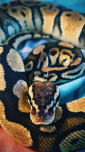 Python (Snake) (, HD phone wallpaper