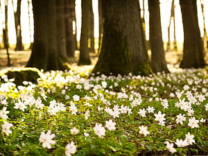 Spring Flower Computer, HD wallpaper