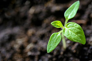 Seedling &, Sapling, HD wallpaper