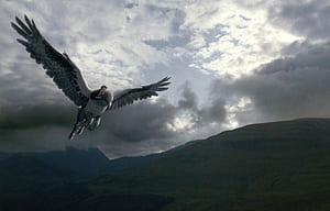 Buckbeak, HD wallpaper