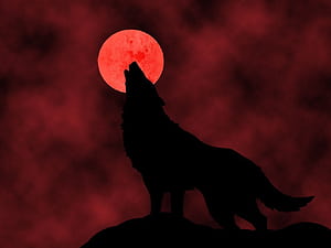 Cool Red Wolf, HD wallpaper