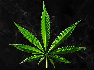 Weed PC, HD wallpaper