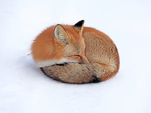 Sleeping Fox, HD wallpaper