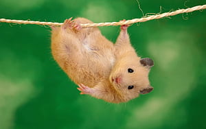 Funny Rat, HD wallpaper
