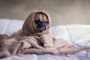 Sad Dog ., HD wallpaper